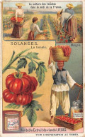 Chromos.AM13297.Liebig.Solanées.La Tomate.La Culture Des Tomates Dans Le Midi De La France - Liebig