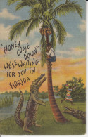 ''Honey Come Down'' We'se Waiting For You In Florida USA Crocodile Standing Colored Man In Tree Énorme Crocrodile Debout - Andere & Zonder Classificatie