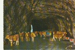 ZY 92-(64) ROUTE DU COL D' AUBISQUE - CORRIDA EN SLALOM DANS LE TUNNEL - TROUPEAU DE VACHES ET AUTOMOBILE PEUGEOT 404 - Otros & Sin Clasificación