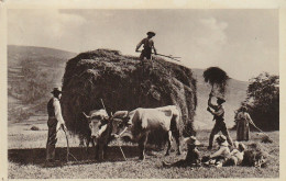 ZY 95- TABLEAUX  PYRENEENS - SCENE DE FENAISON - ATTELAGE DE BOEUFS , CHARRETTE DE FOIN - PAYSANS  - Cultures