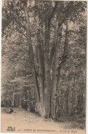 ZY 115-(77) FORET DE FONTAINEBLEAU - LE NID DE L' AIGLE - CHENE EN CEPEE - 2 SCANS - Arbres