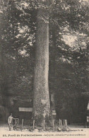 ZY 115-(77) LE JUPITER , CHENE DE 6m50 DE CIRCONFERENCE - FORET DE FONTAINEBLEAU  - 2 SCANS - Arbres