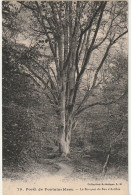 ZY 115-(77) LE BOUQUET DU FEU D' ARTIFICE ( CHENE)- FORET DE FONTAINEBLEAU  - 2 SCANS - Bäume