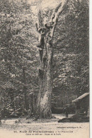 ZY 115-(77) LE PHARAMOND , CHENE DE 1400 ANS ,DOYEN DE LA FORET - FORET DE FONTAINEBLEAU  - 2 SCANS - Arbres