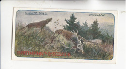 Gartmann Jagdbilder Hirsch Tot !  Serie 195 #2 Von 1907 - Otros & Sin Clasificación