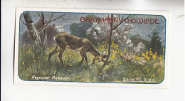 Gartmann Jagdbilder Fegender Rehbock   Serie 195 #6 Von 1907 - Andere & Zonder Classificatie