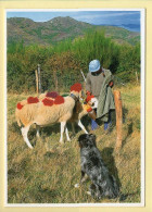 Transhumance / Les Favoris Du Troupeau / Gare à Tes Poches Dédé (Troupeau Bernard Grellier) - Paysans