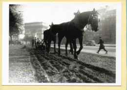 Labourage Avenue Foch / Paris 14 Novembre 1933 - Bauern