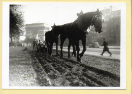 Labourage Avenue Foch / Paris 14 Novembre 1933 - Paesani