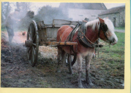 Attelage / Domaine Du Couteil / St-Leger-Magnazeix (87) - Landbouwers