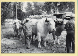 Fête Des Battages / Charente-Maritime (André PELTIER) - Landbouwers