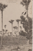 2418-226 Av 1905 N°461 Sénégal Pire Forêt De Rhoniers Fortier Photo Dakar  Retrait 18-05 - Senegal