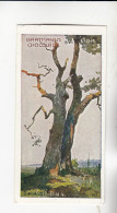 Gartmann Bäume Eiche  Serie 201 #4 Von 1907 - Autres & Non Classés