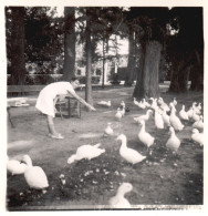 Francia 1935, Rambouillet, Étang D'Or, Cigni, Foto Epoca, Vintage Photo - Lieux