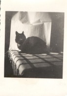 Francia 1935, Il Gatto Sul Tavolo, Fotografia Epoca, Vintage Photo - Plaatsen