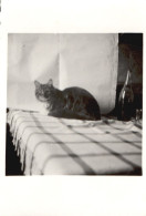 Francia 1935, Il Gatto Sul Tavolo, Fotografia Epoca, Vintage Photo - Plaatsen