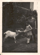 Francia 1929, Capretta A Casa Di Madame Sestriére, Foto, Vintage Photo - Plaatsen