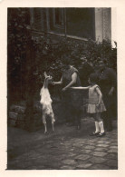 Francia 1929, Capretta A Casa Di Madame Sestriére,Foto, Vintage Photo - Plaatsen