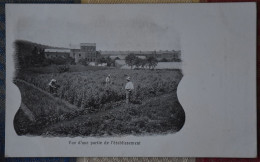 Carte Privée - Huy - J. Collette-Ronchaine - Graines EtPlantes, Oignons à Fleurs Et Rosiers - 1900 ! - Huy