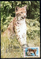 ROMANIA 1987 FLORA AND FAUNA ANIMALS FELIS LYNX ANIMAL 1L MAXI MAXIMUM CARD - Maximum Cards & Covers