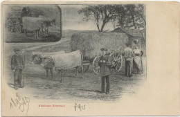 D  64   PAU  ATTELAGE BEARNAIS    Annee 1898 - Pau