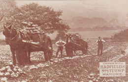 Nostalgia Postcard - Advert - Hadfields Turnip Manure C1900  - VG - Non Classés