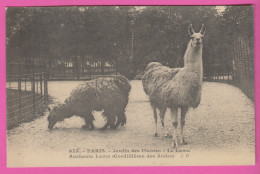 D75 - PARIS - JARDIN DES PLANTES - LE LAMA ANCHENIA LAMA (CORDILLIÈRES DES ANDES)  - Parques, Jardines