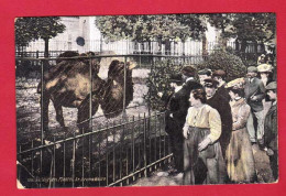 AF323 ANIMAUX  JARDIN DES PLANTES  LE DROMADERE - Altri & Non Classificati