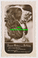 R579066 Sincere Wishes For Your Birthday. Dog. Windsor Series. RP. 1935 - World