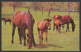 Chevaux- Chevaux - Pur Sang - Paarden