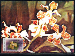 ROMANIA 1988 FLORA FLOWERS ORCHIDS VANDOPSIS LISSOCHILOIDES FLOWER ORCHID 1L MAXI MAXIMUM CARD - Tarjetas – Máximo