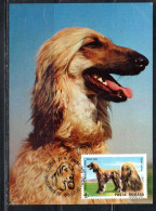 ROMANIA 1990 INTERNATIONAL DOG SHOW BRNO AFGHAN HOUND 4L MAXI MAXIMUM CARD - Maximum Cards & Covers