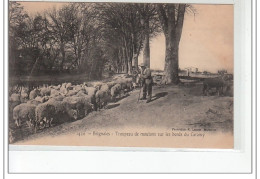 BRIGNOLES - Troupeau De Moutons Sur Les Bords Du Caramy - Très Bon état - Brignoles