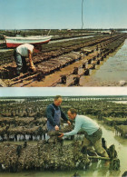 Deux Cartes  De Parc A Huitres - Pêche