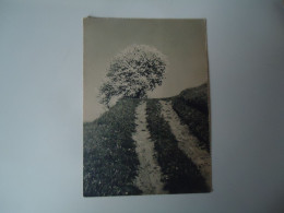 GERMANY POSTCARDS  STUTTGART PLANTS   MORE  PURHASES 10% DISCOUNT - Alberi