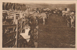 AA+ 16-(12) AUBRAC - TAMISATION DU LAIT POUR LA FABRICATION DE LA FOURME D' AUBRAC - Paesani