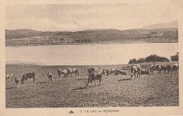 AA+ 31-(25) LE LAC DE REMORAY - TROUPEAU DE VACHES AUX PATURAGES - Autres & Non Classés