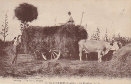 AA+ 44-(47)  STE LIVRADE  - LA FENAISON - ATTELAGE AVEC PAYSANS ET RECOLTE DES FOINS - Cultivation