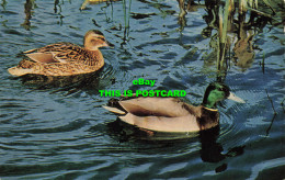 R579544 Mallard. J. Salmon. Cameracolour - Monde