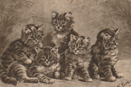 AA+ 50- GROUPE DE CHATONS TIGRES - ILLUSTRATEUR N. PARKER - Katzen