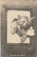 AA+ 50- " SAUVE QUI PEUT " - CHATON  S'EXTRAYANT D'UN CADRE - A. COURRIER , PARIS - Katten