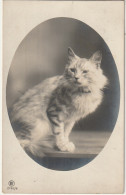 AA+ 50- CARTE PHOTO PORTRAIT DE CHAT , CHATON - Katzen