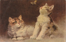 AA+ 50- CARTE FANTAISIE - COUPLE DE CHATONS AVEC PAPILLON - ILLUSTRATEUR - CARTE GAUFREE - Katten