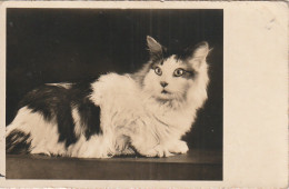 AA+ 50- CARTE PHOTO DE CHAT , CHATON - Gatti