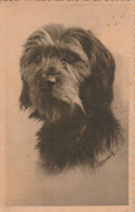 AA+ 50- TETE DE CHIEN GRIFFON - ILLUSTRATEUR - Hunde