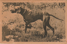 AA+ 50- CHIEN RACE BRAQUE  - Perros