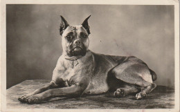 AA+ 50- CHIEN RACE BOXER - CARTE PHOTO  - Cani