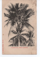 Penang Cocosnut Tree Seldom Specimen - Malesia
