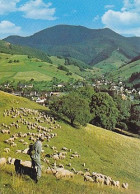 AK 216053 GERMANY - Münstertal Am Fuße Des Belchen Im Südschwarzwald - Muenstertal