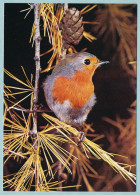 Rouge-Gorge Familier - Oiseaux